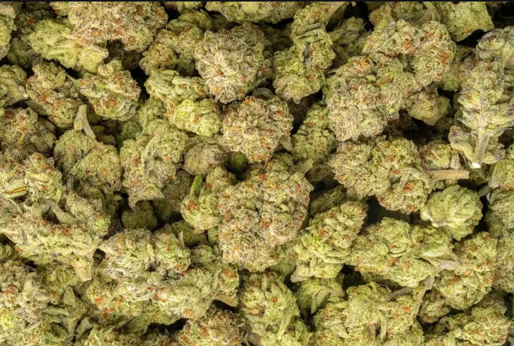 Herban Bud Exotic Hybrid THCa Flower – Candy Gas Temporary