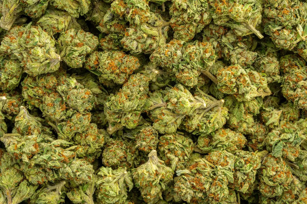 Premium Sativa THCa Flower