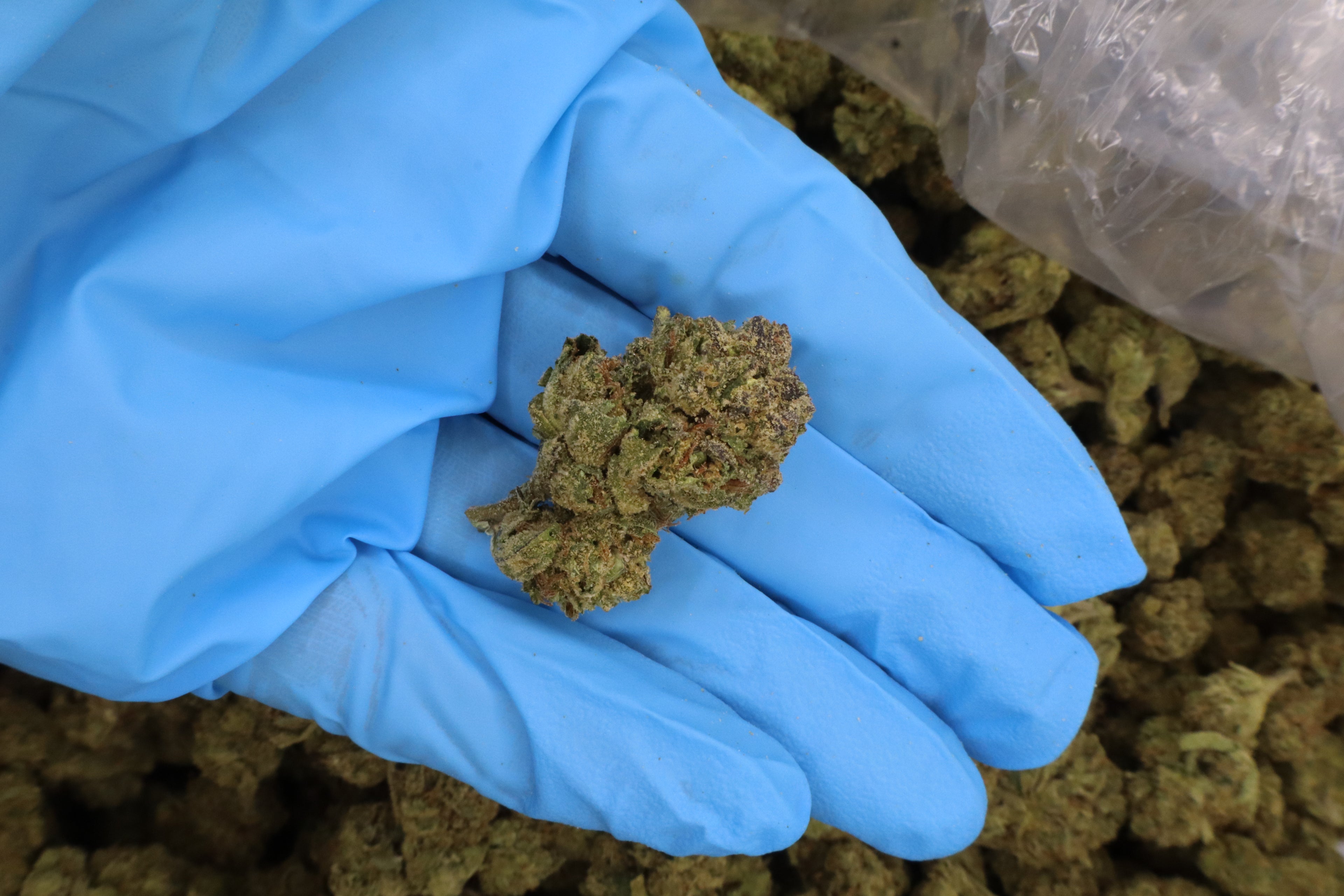 Lilac Diesel 22% THCa Sativa - Top Shelf Ounce