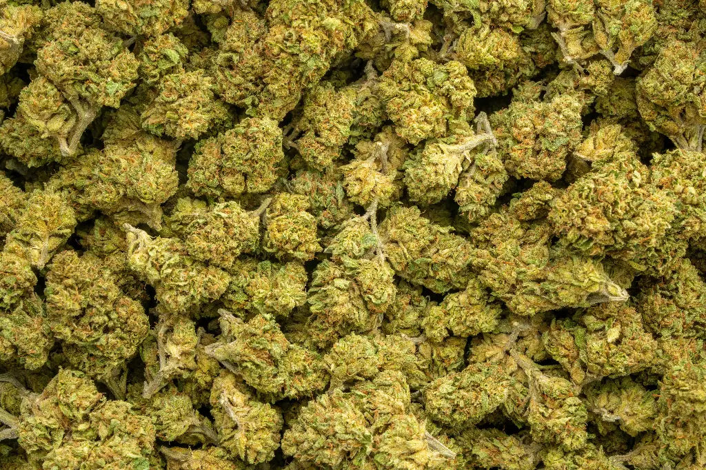 Jungle Cake