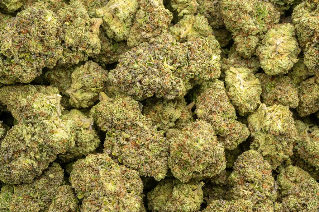 Mimosa