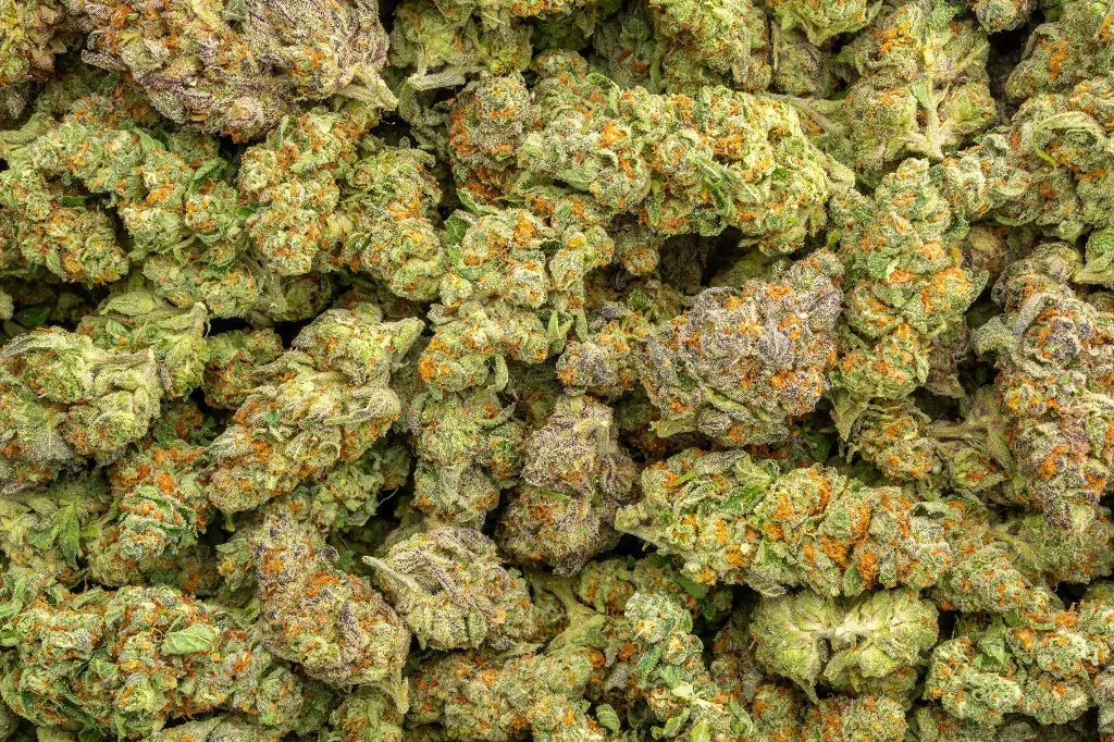 Northern Lights