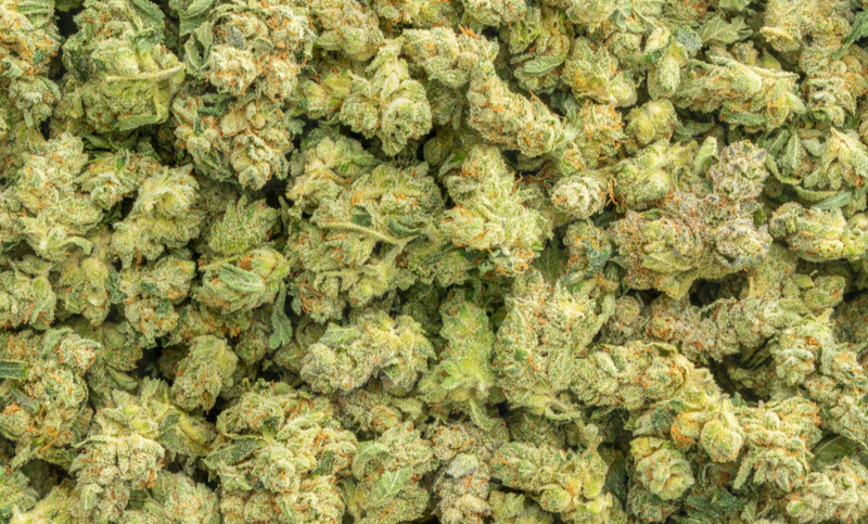 QP Quarter Pound THCa Sampler Bundle – Lows & Mids | Seed-Free