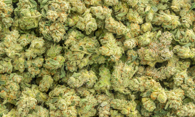 QP Quarter Pound THCa Sampler Bundle – Lows & Mids | Seed-Free