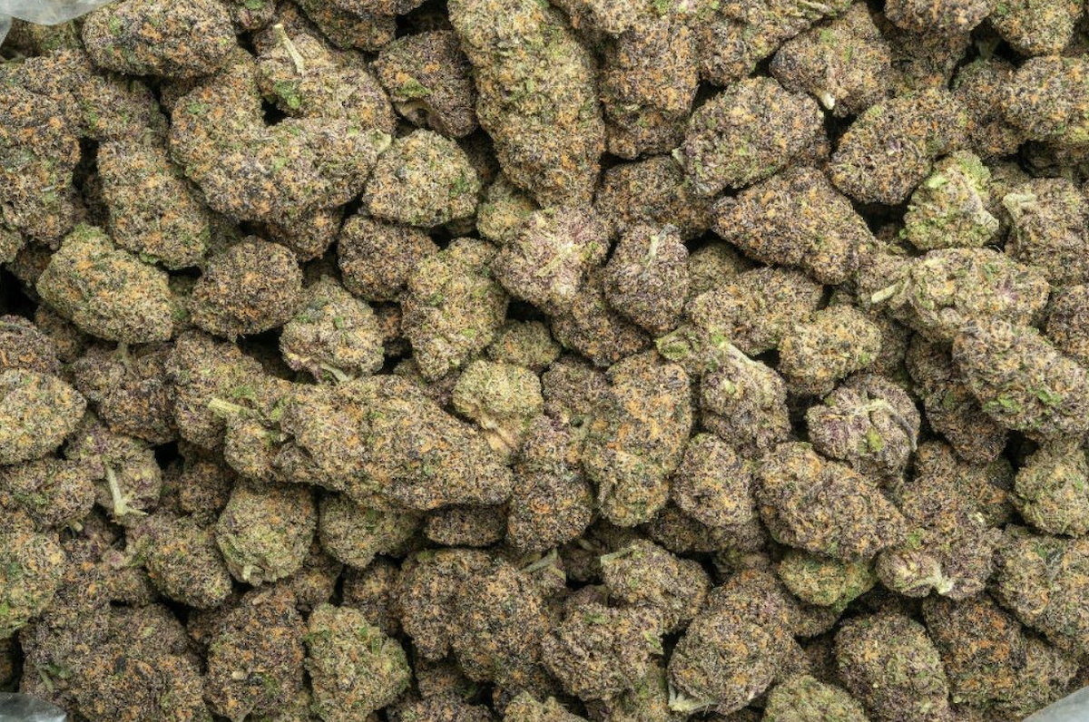 Toxic Punch 28% THCa Sativa - Top Shelf Quarter Pound