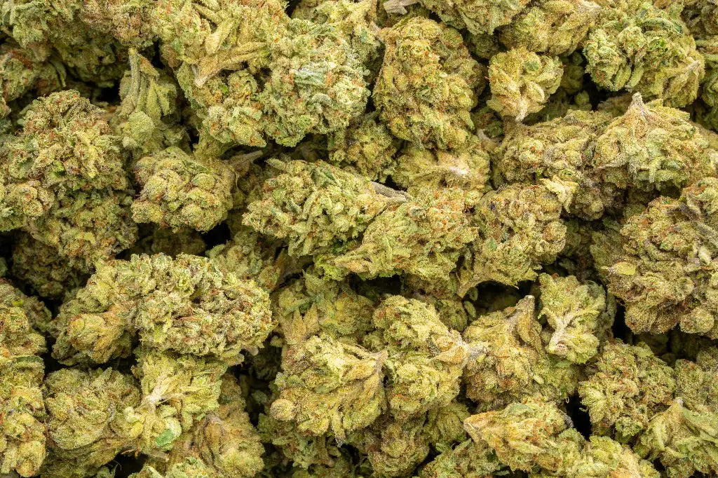 Crescendo 22% THCa Sativa -  Top Shelf Quarter Pound